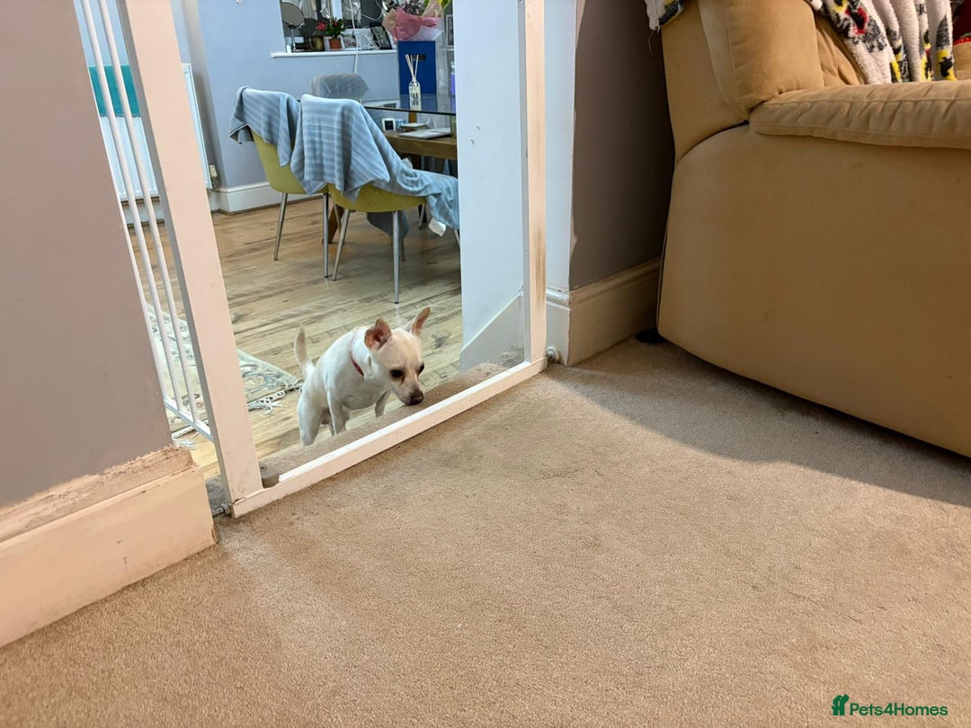 Chihuahua dogs for adoption: 🐾  BARRY - Friendly, Energetic Chihuahua Boy - Image 5