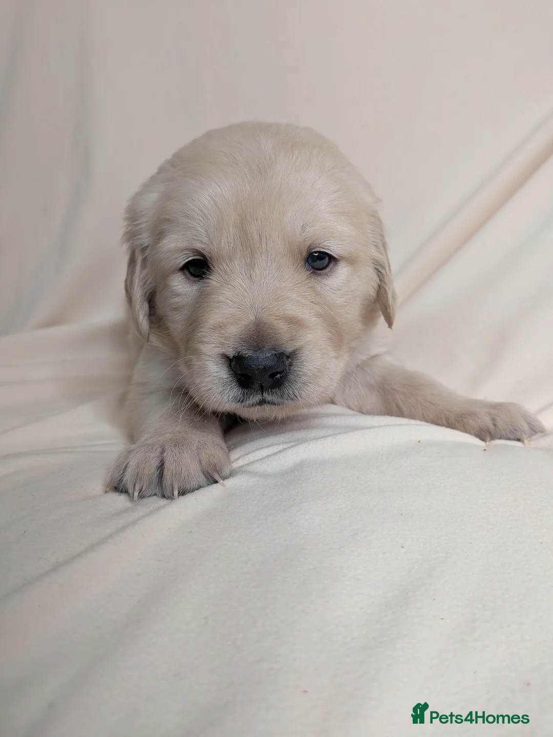 Golden Retriever dogs for sale: Golden Retriever pups - Advert 18