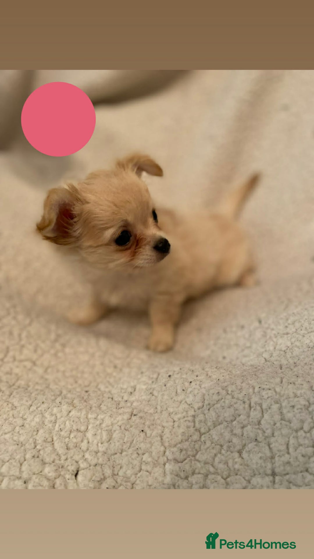 Chihuahua dogs for sale: chihuahua puppies - Advert 8