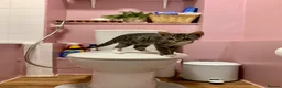 Domestic Shorthair cats for sale: Kitten for sale  - Advert 5