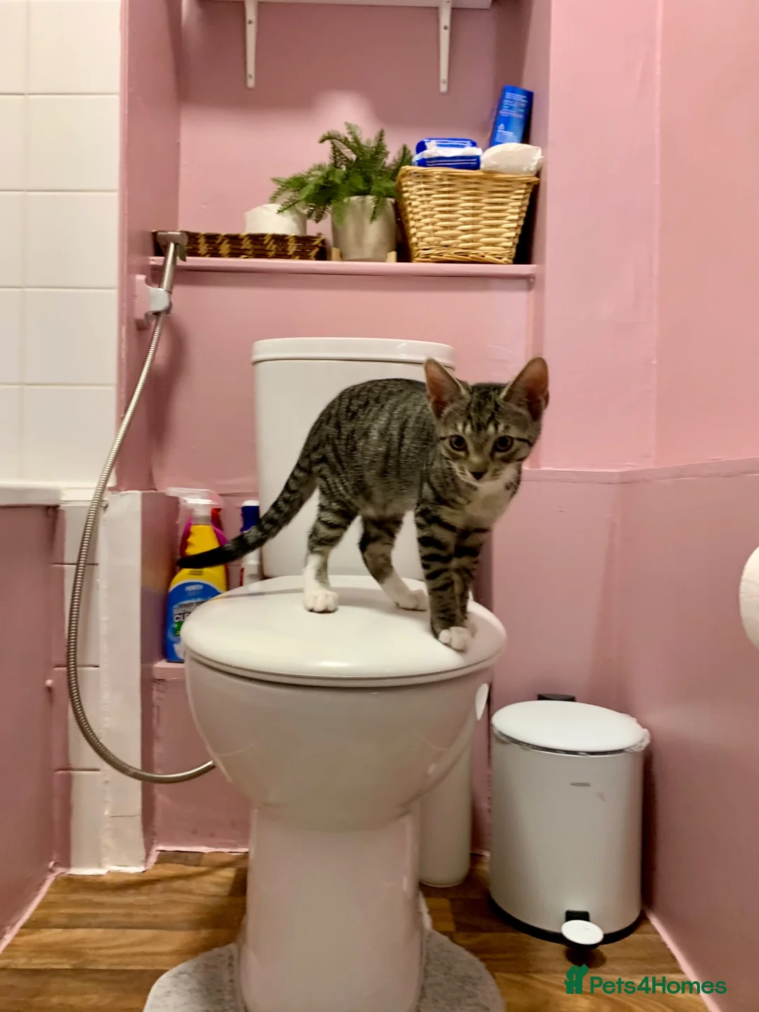 Domestic Shorthair cats for sale: Kitten for sale  - Advert 5