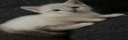 Mixed Breed cats for sale: Adorable Ragdoll Kittens  - Advert 3