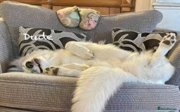 White Swiss Shepherd dogs for sale: White Swiss Shepherd Puppies 🐾🍼KC Registered - Image 16