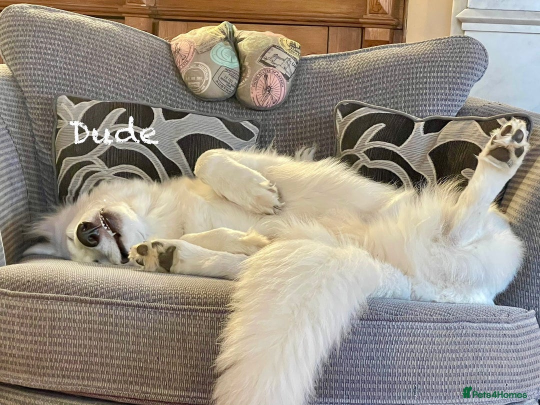 White Swiss Shepherd dogs for sale: White Swiss Shepherd Puppies 🐾🍼KC Registered - Image 16