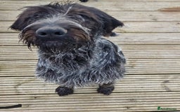 German Wirehaired Pointer dogs for sale: Stunning German wired haired pointer - Advert 1