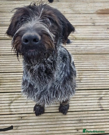 German Wirehaired Pointer dogs Stunning German wired haired pointer - Advert 1