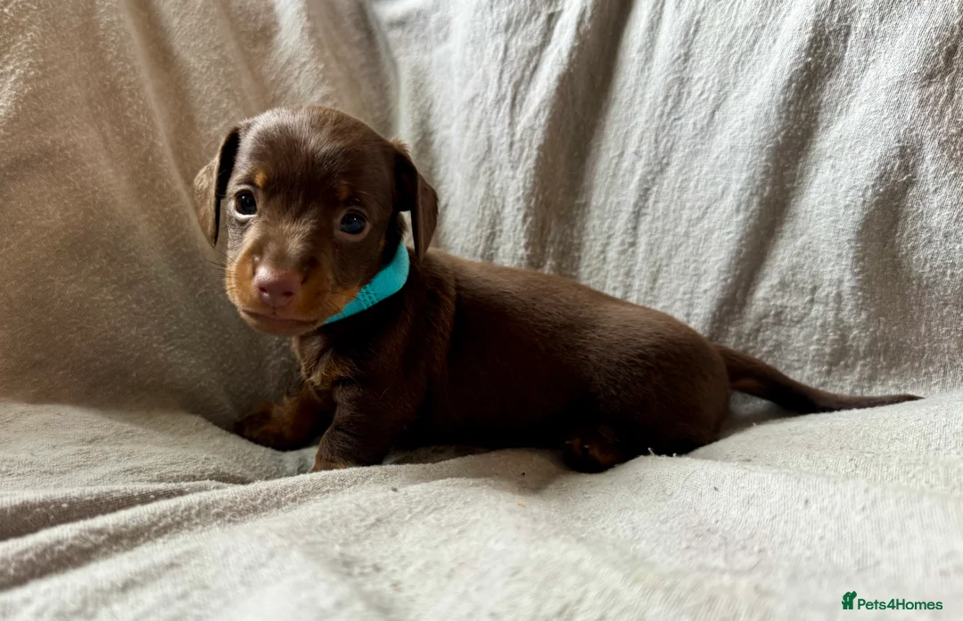 Miniature Dachshund dogs for sale: New Year’s Day Miniature Dachshunds!  - Advert 6