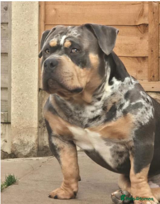 American Bully dogs THOR – ABKC Pocket American Bully | Proven Stud - Advert 6
