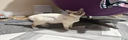 Devon Rex cats for sale: Devon Rex Kittens – Two Boys & One Girl ❤️ - Advert 23