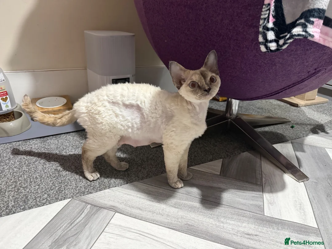 Devon Rex cats for sale: Devon Rex Kittens – Two Boys & One Girl ❤️ - Advert 23