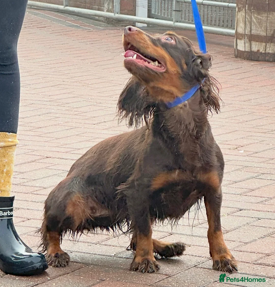 Cocker Spaniel dogs for sale: Beautiful winnie  - Advert 5