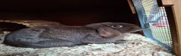Mini Lop rabbits for sale: Beautiful chocolate Mini Lop Doe - Advert 3