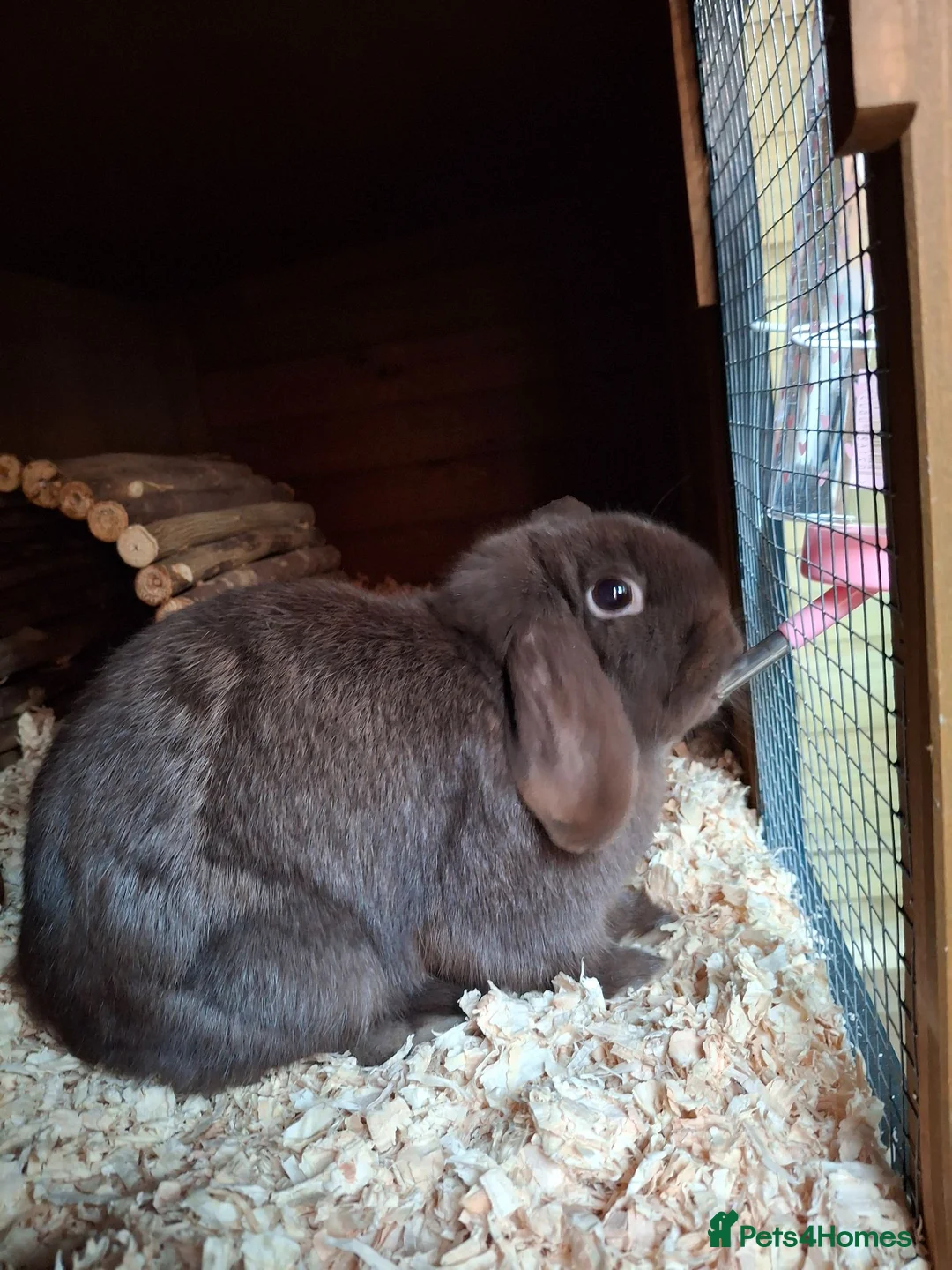Mini Lop rabbits for sale: Beautiful chocolate Mini Lop Doe - Advert 3