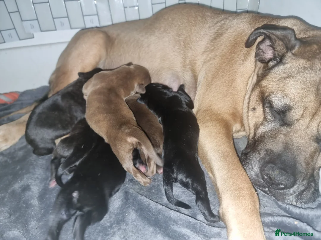 Mixed Breed dogs for sale: CANE COLLIE hybrid  - Advert 2