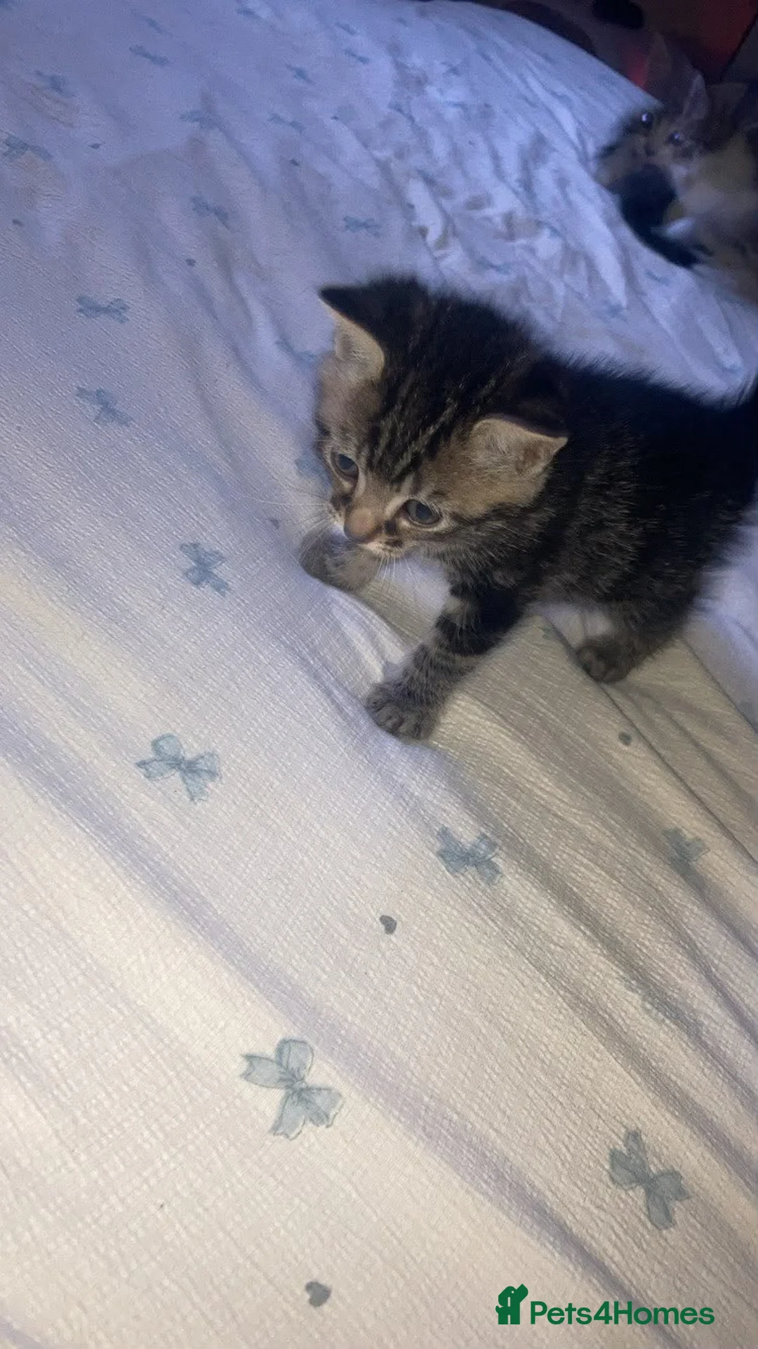 Mixed Breed cats for sale: Last male kitten - Advert 2