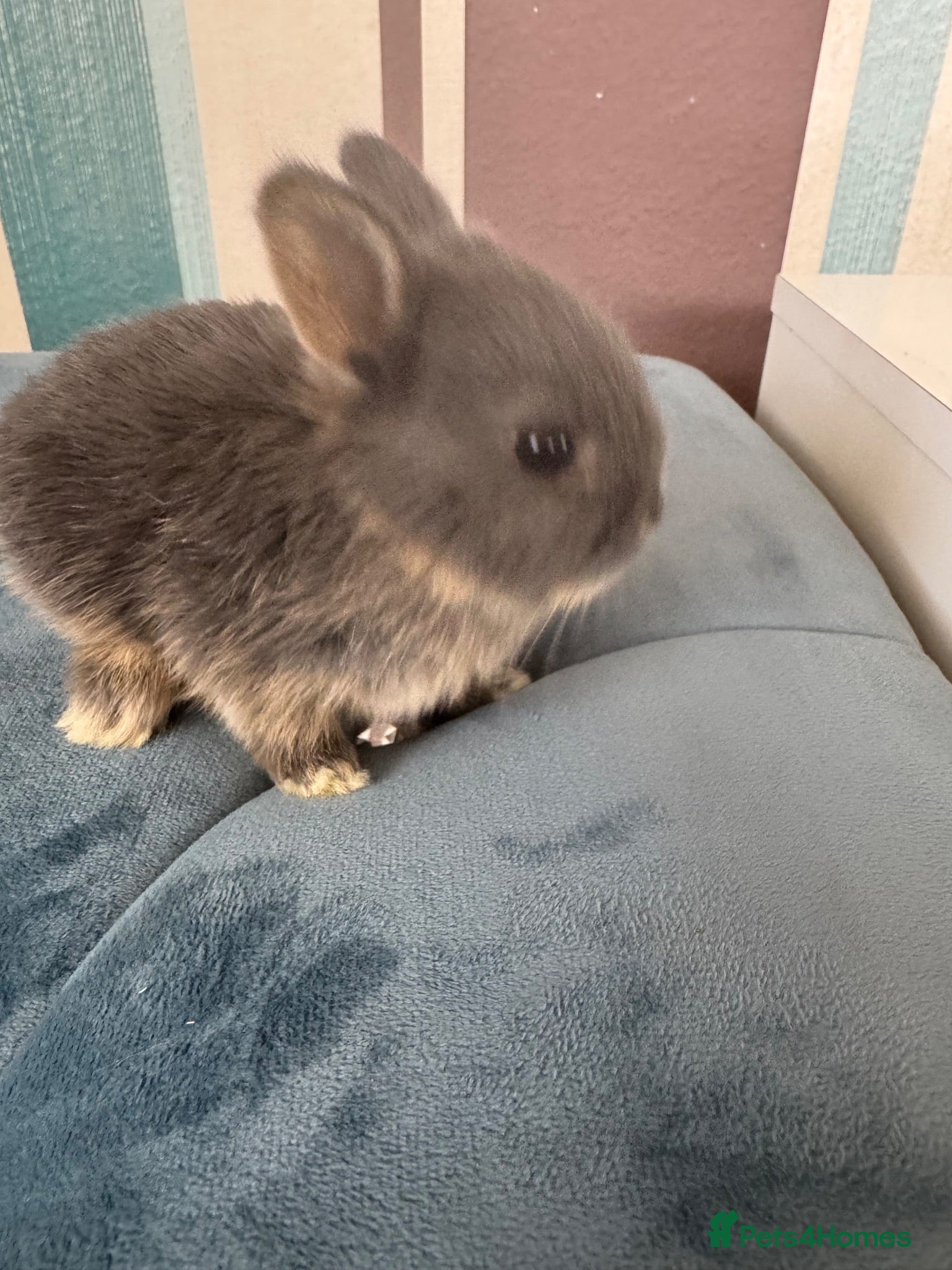 Netherland Dwarf rabbits Baby Netherland dwarf rabbits - Advert 12