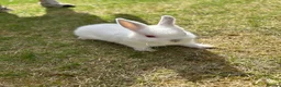 Netherland Dwarf rabbits for sale: Netherland Dwarf Baby rabbits - Advert 7