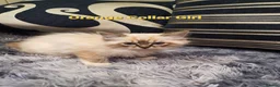 Ragdoll cats for sale: Stunning GCCF Registered Ragdoll Kittens. - Advert 17
