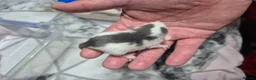 Rat rodents for sale: Baby Dumbo Rats - Advert 3
