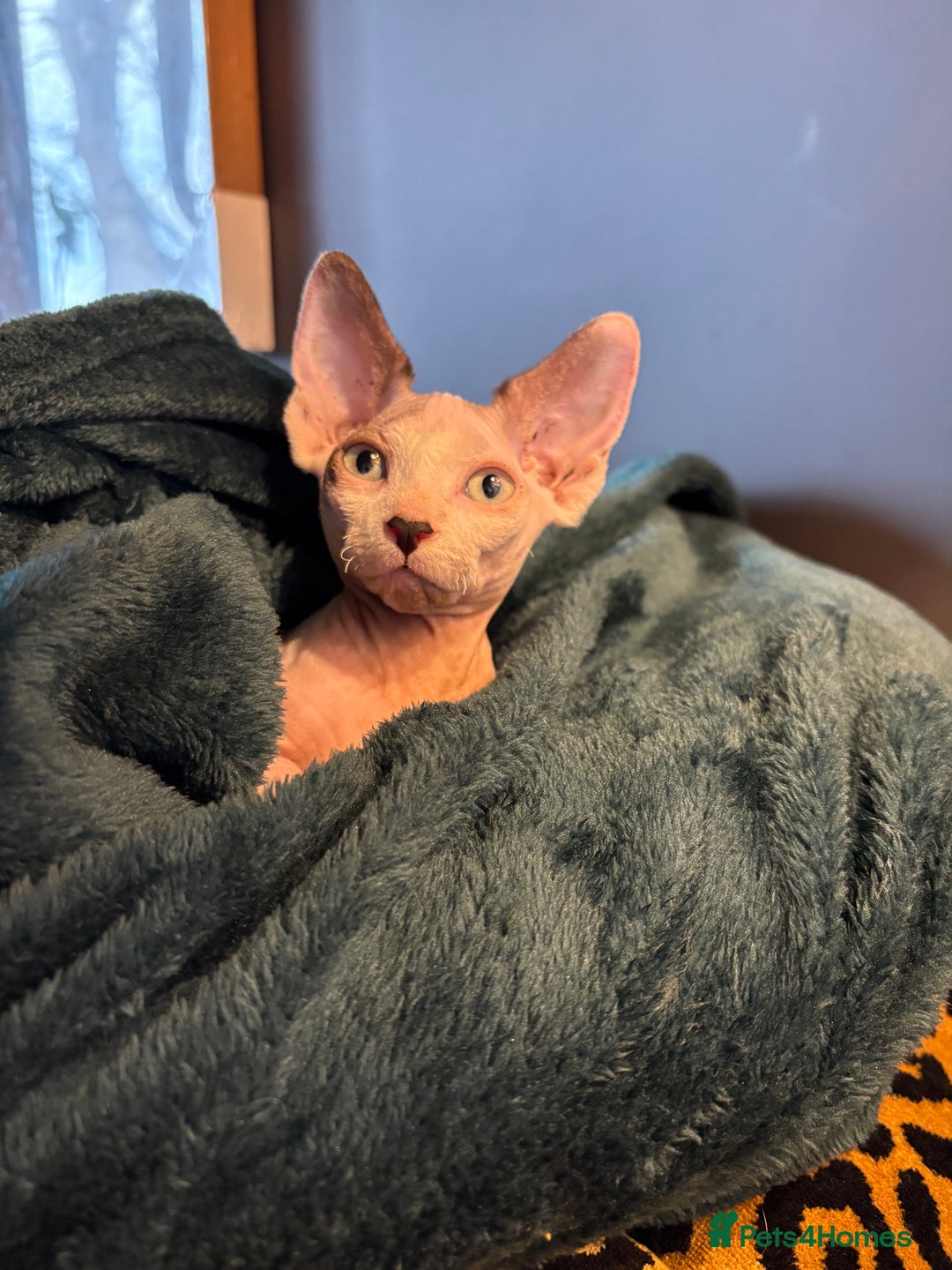 Sphynx cats for sale: Female sphynx cat 5 months old - Advert 10