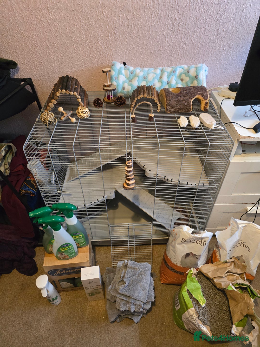Rat rodents for sale: Rat with cage, carryon, and all the essentials - Advert 1