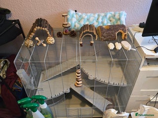 Rat rodents Rat with cage, carryon, and all the essentials - Advert 1