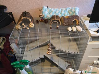 Rat rodents Rat with cage, carryon, and all the essentials - Advert 12