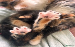 Mixed Breed cats for sale: 5 perfect kittens available  - Image 14
