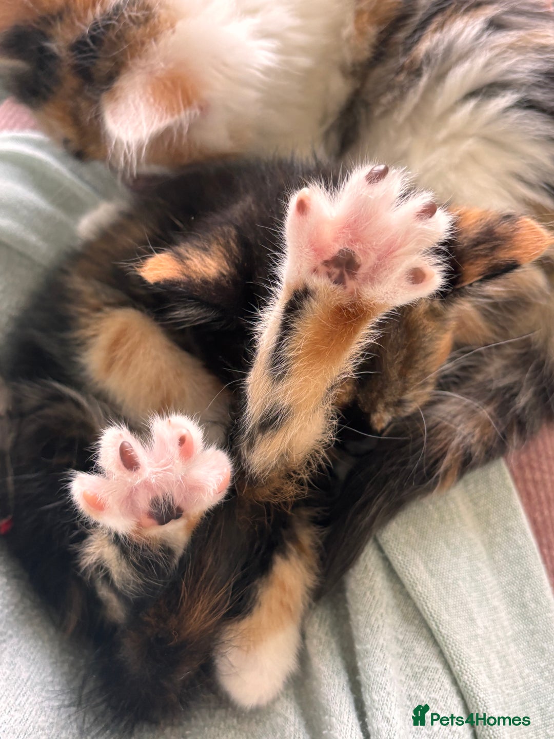 Mixed Breed cats for sale: 5 perfect kittens available  - Image 14
