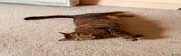Mixed Breed cats for sale: Tabby - Advert 2
