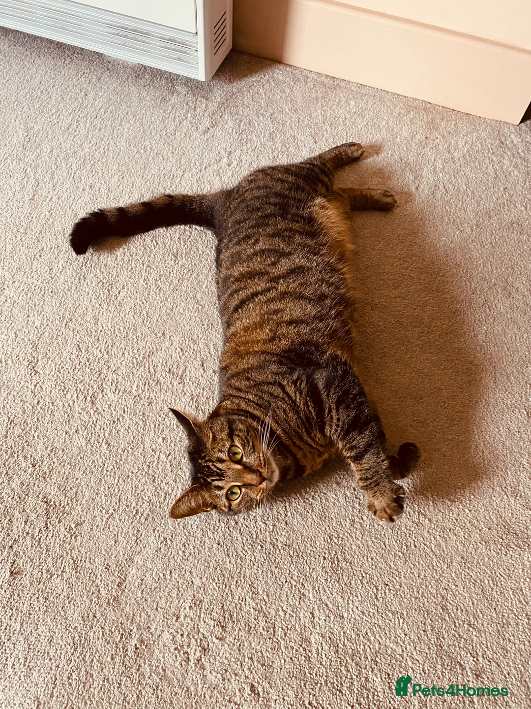 Mixed Breed cats for sale: Tabby - Advert 2