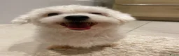 Maltese dogs for sale: Maltese puppies ready for new homes! 🐶 - Advert 23