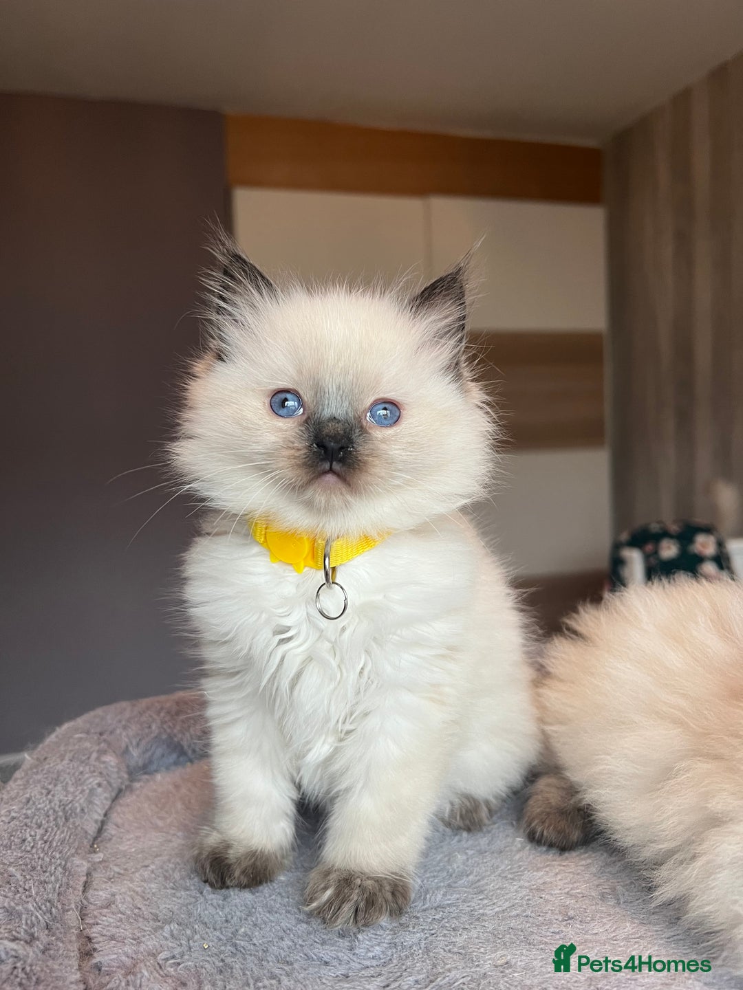 Ragdoll cats for sale: GCCF Ragdoll kittens for sale - Advert 39