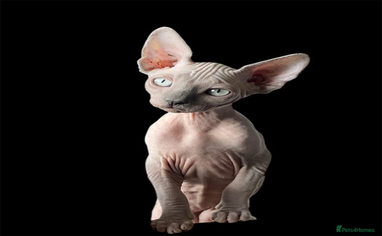 Sphynx cats - Advert 1
