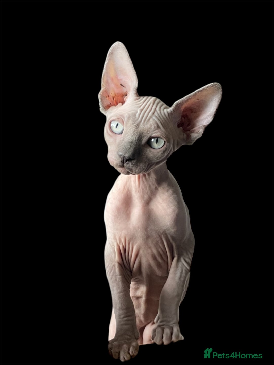Sphynx cats for sale: Pedigree Sphynx kittens Tica Registered - Image 1