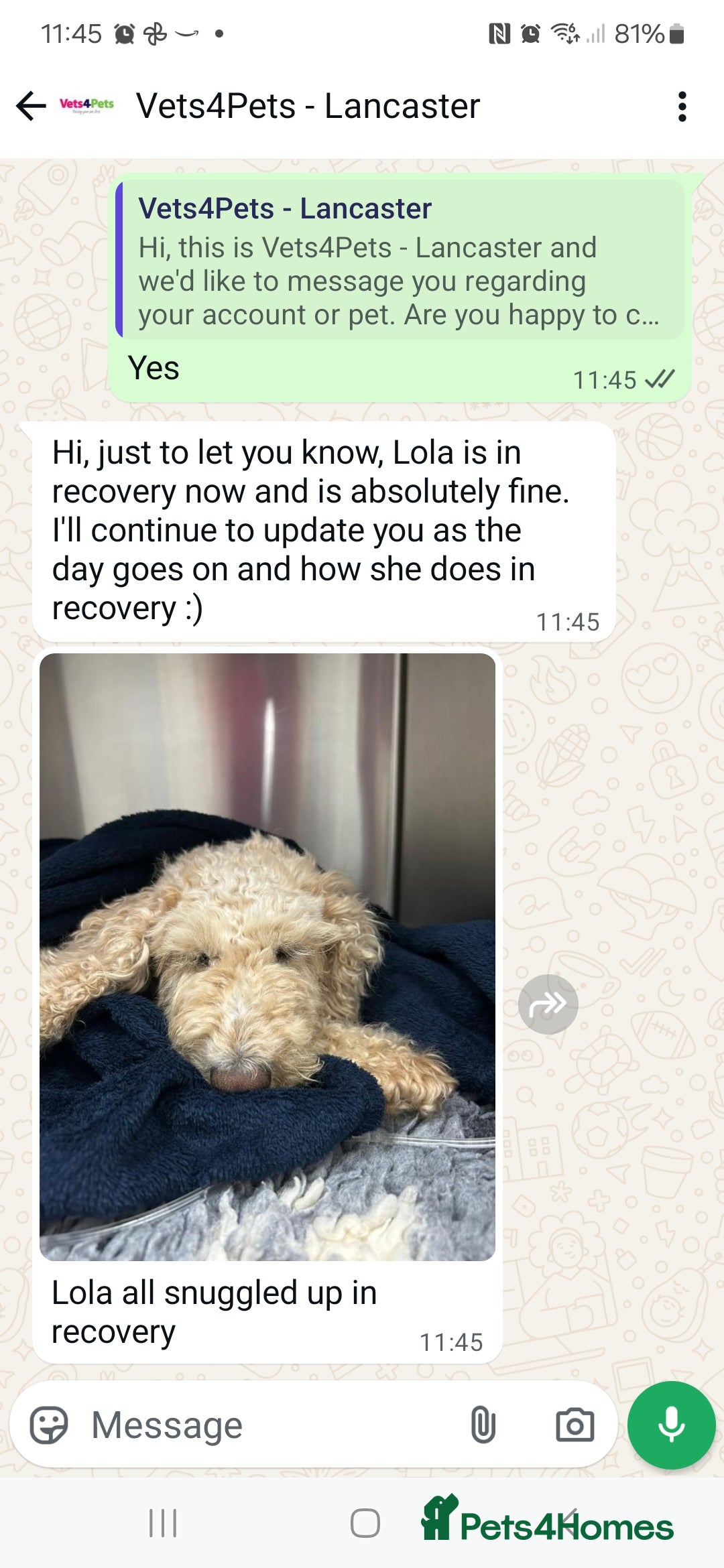 Cockapoo dogs for sale: F1b fully dna health tested toy cockapoos  - Image 11