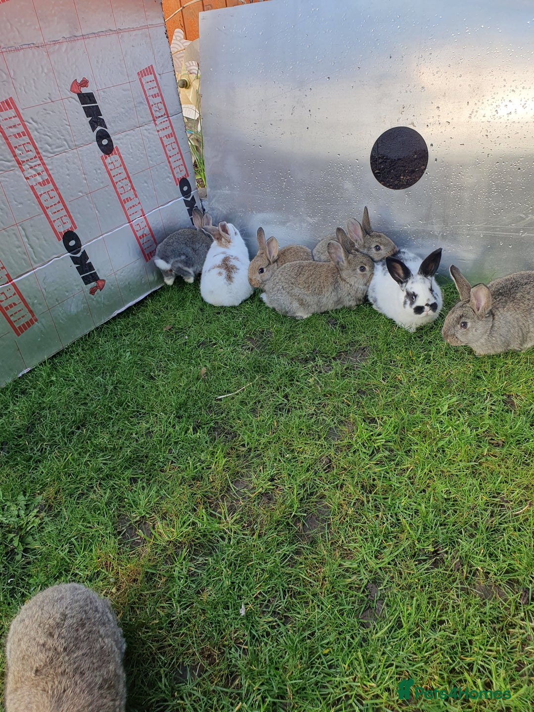 Mixed Breed rabbits for sale: Rabbits for sale  - Advert 3