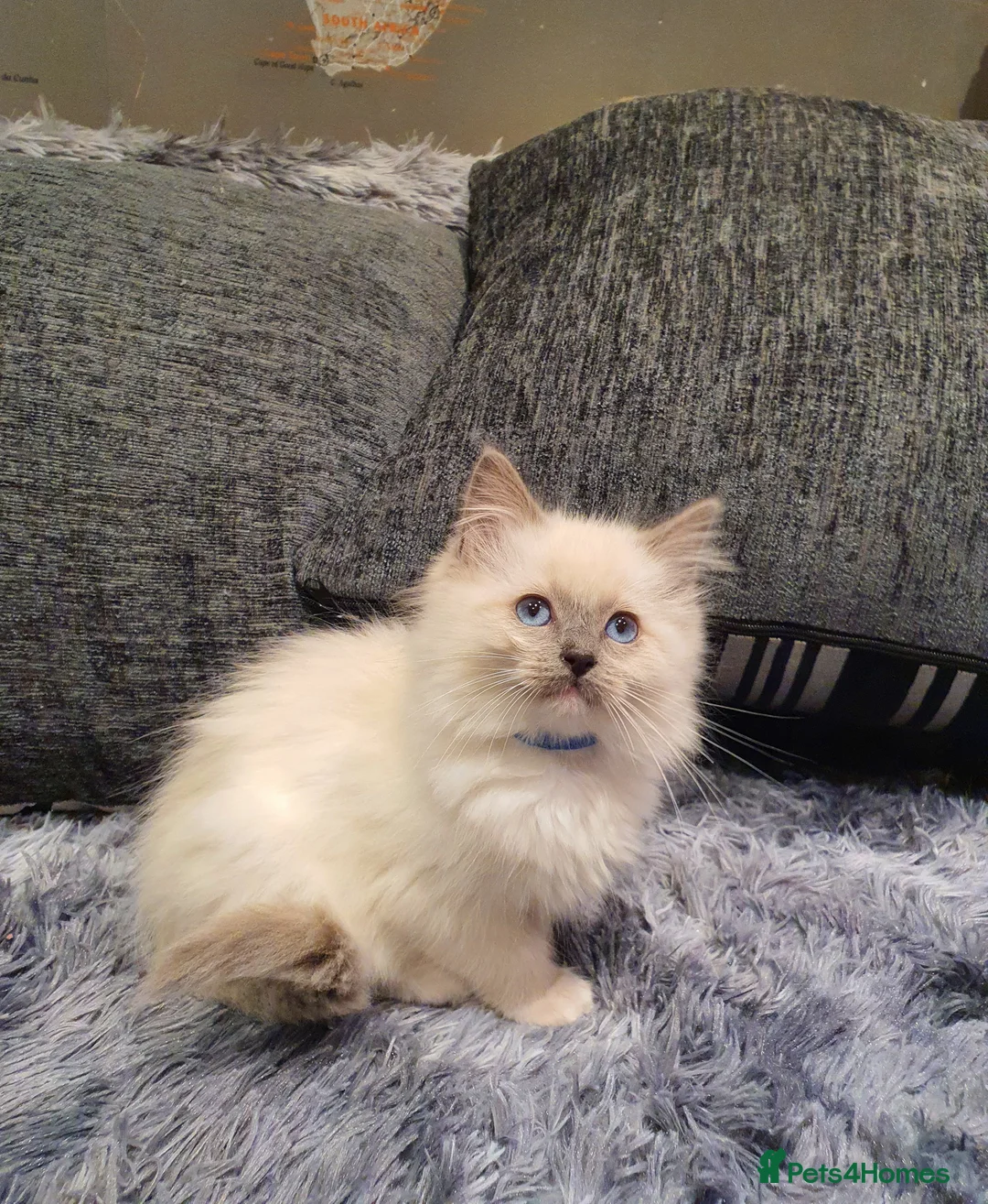 Ragdoll cats for sale: 💖Beautiful GCCF Registered Ragdoll Kittens💖 - Advert 8