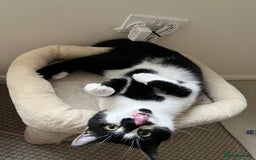 Domestic Shorthair cats for sale: Zuko needs new home. - Image 5