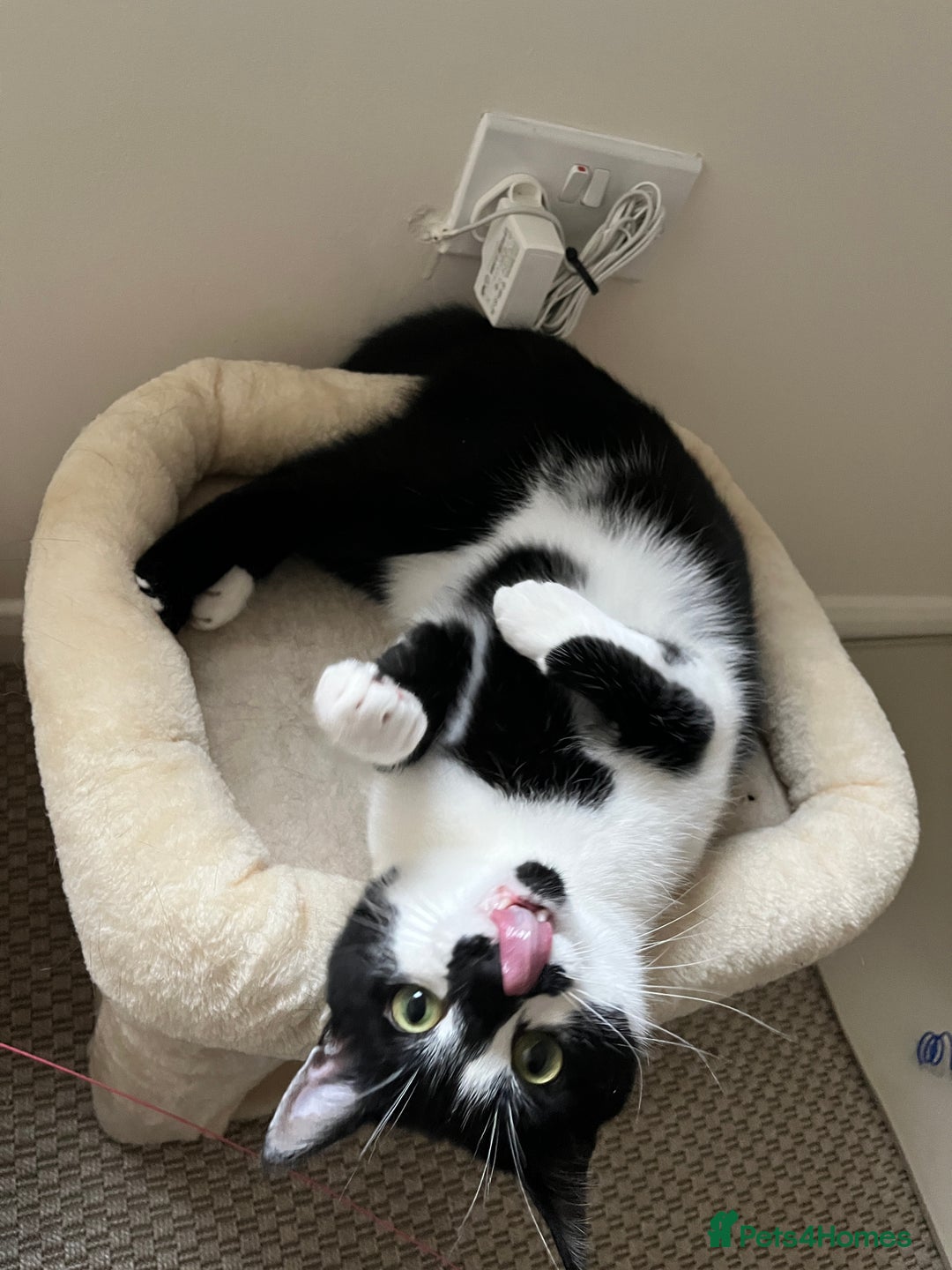 Domestic Shorthair cats for sale: Zuko needs new home. - Image 5