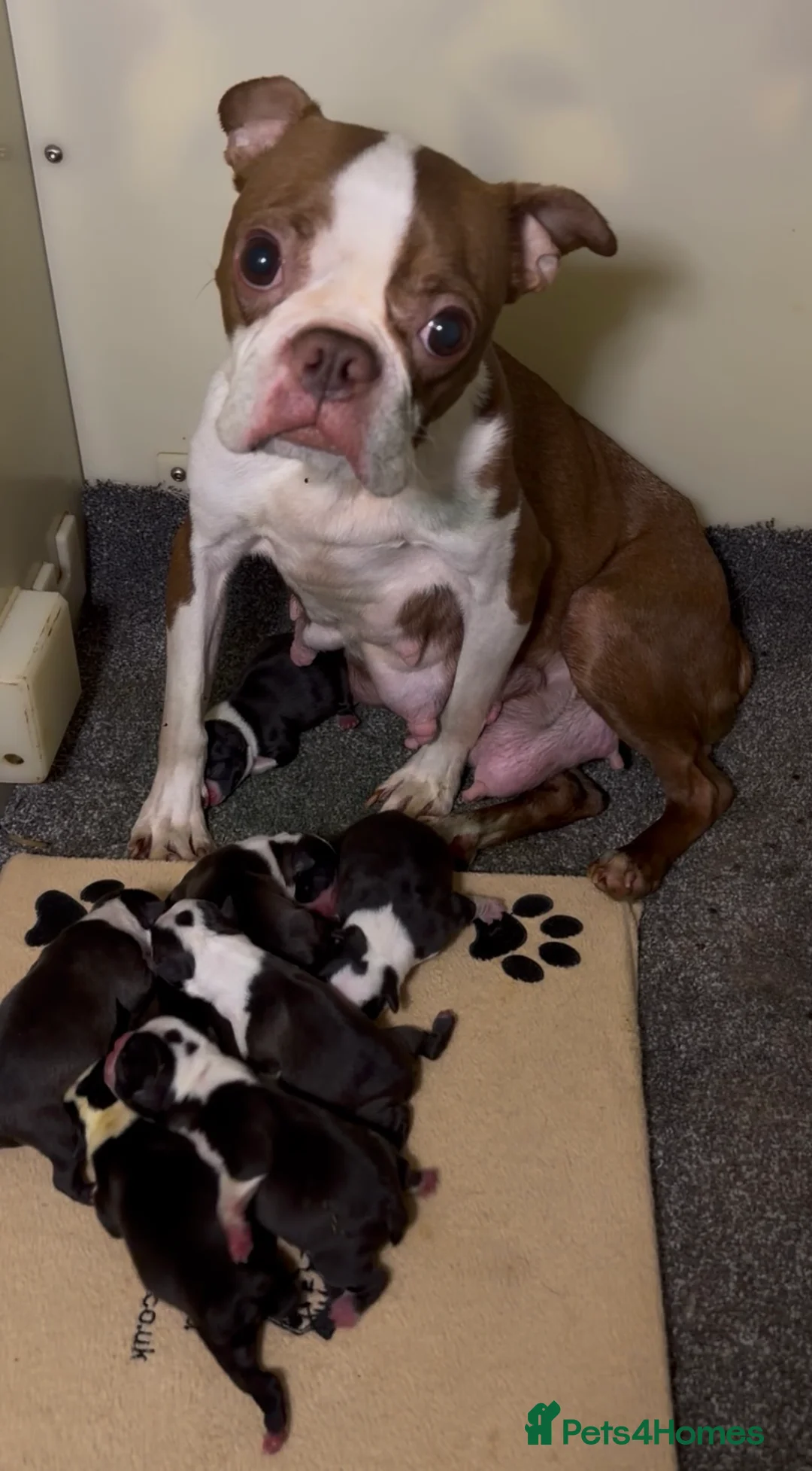 Boston Terrier dogs for sale: Lovely litter of Boston Babies - Advert 1