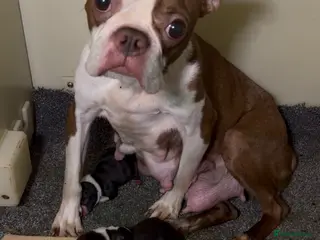 Boston Terrier dogs Lovely litter of Boston Babies - Advert 9