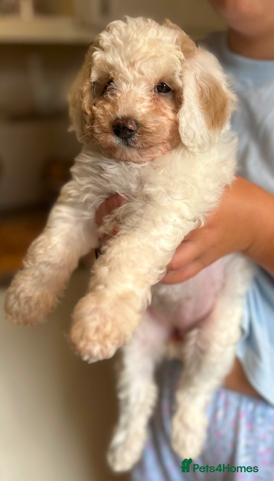 Maltipoo dogs Quality Maltipoo puppy’s girl available  - Advert 8
