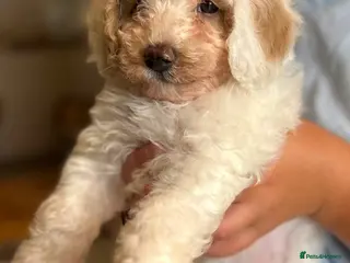 Maltipoo dogs Quality Maltipoo puppy’s girl available - Advert 1
