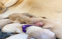 Goldador dogs for sale: A Special Litter of Goldador Puppies - Image 16