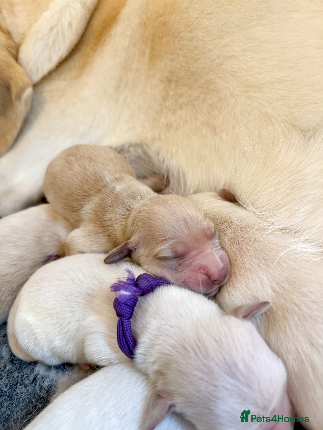 Goldador dogs for sale: A Special Litter of Goldador Puppies - Image 16