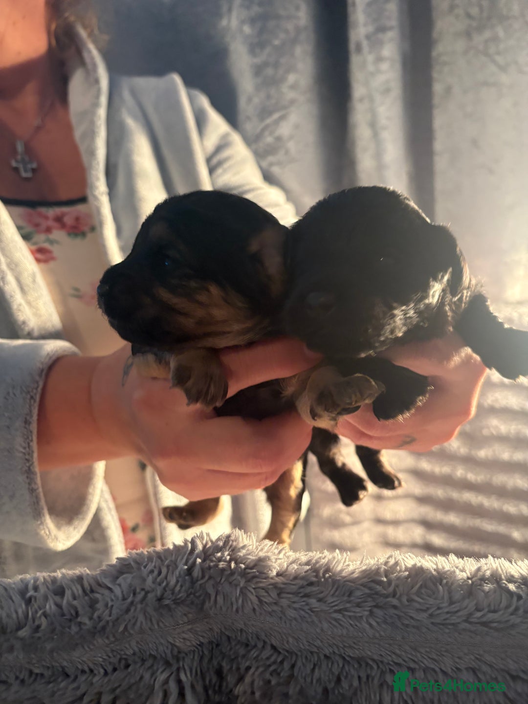 Cavapoochon dogs for sale: Cavapoochon puppies  - Image 10