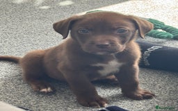 Mixed Breed dogs for sale: Chocolate Labrador cross staff  - Image 3