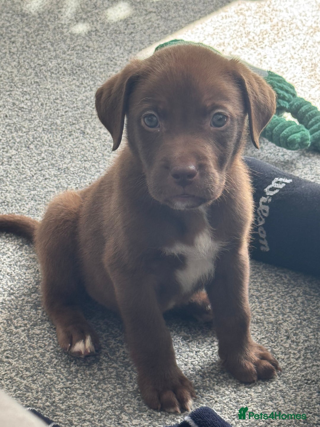 Mixed Breed dogs for sale: Chocolate Labrador cross staff  - Image 3
