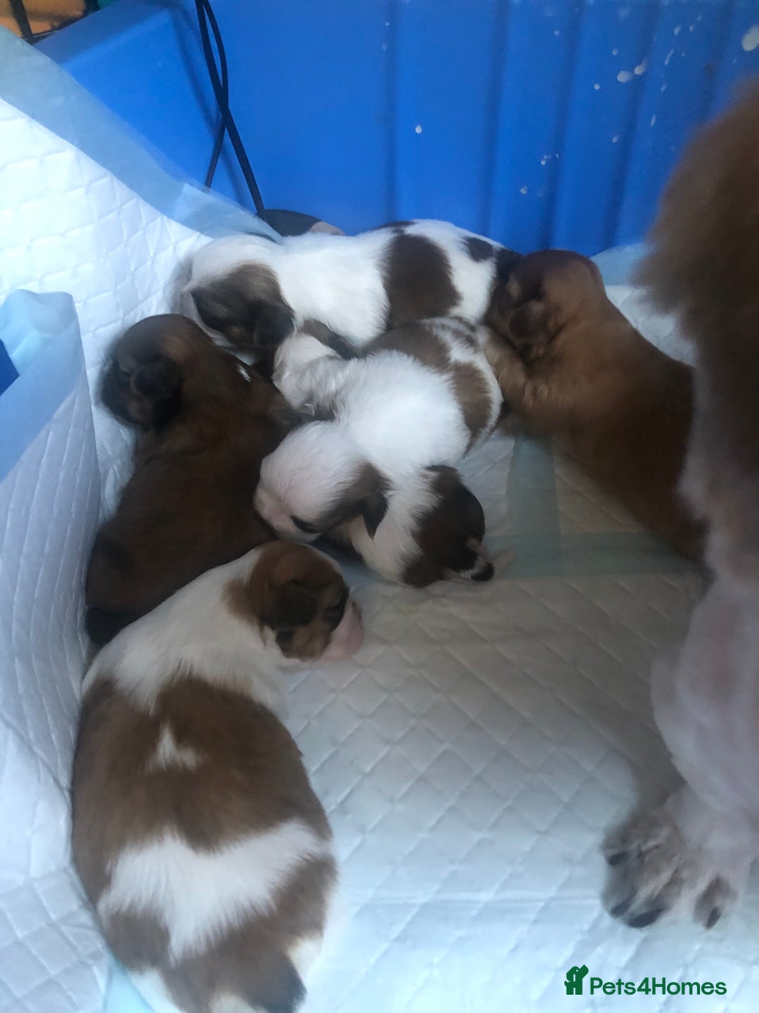 Shih Tzu dogs for sale: Angel’s Shih zhus  - Image 16
